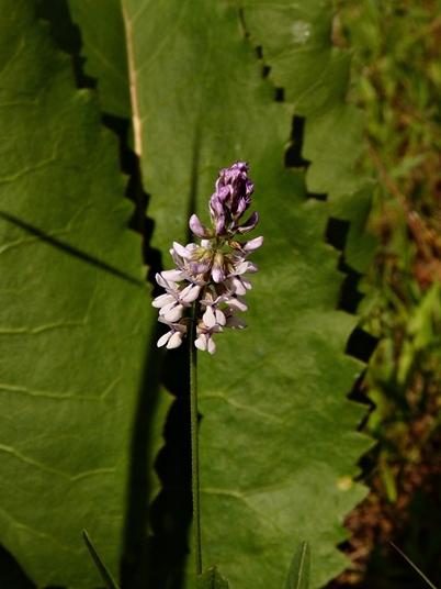 {Orbexilum pedunculatum}